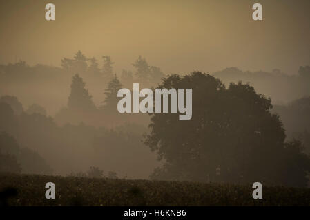 Billinghurst, Sussex, Regno Unito. 31 ott 2016. Il sole sorge su misty colline boscose del West Sussex vicino a Billingshurst. 31 ott 2016 Credit: Guy Bell/Alamy Live News Foto Stock