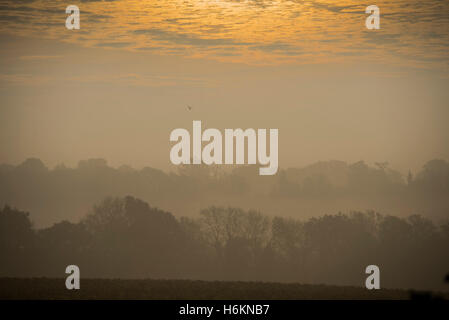 Billinghurst, Sussex, Regno Unito. 31 ott 2016. Il sole sorge su misty colline boscose del West Sussex vicino a Billingshurst. 31 ott 2016 Credit: Guy Bell/Alamy Live News Foto Stock