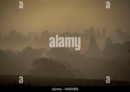 Billinghurst, Sussex, Regno Unito. 31 ott 2016. Il sole sorge su misty colline boscose del West Sussex vicino a Billingshurst. 31 ott 2016 Credit: Guy Bell/Alamy Live News Foto Stock