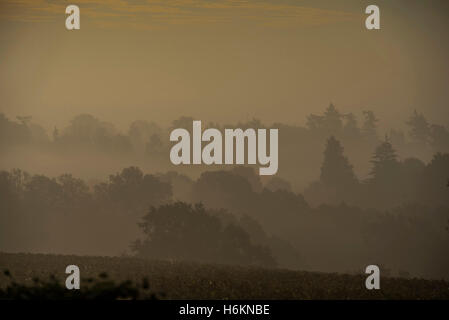 Billinghurst, Sussex, Regno Unito. 31 ott 2016. Il sole sorge su misty colline boscose del West Sussex vicino a Billingshurst. 31 ott 2016 Credit: Guy Bell/Alamy Live News Foto Stock