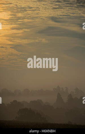 Billinghurst, Sussex, Regno Unito. 31 ott 2016. Il sole sorge su misty colline boscose del West Sussex vicino a Billingshurst. 31 ott 2016 Credit: Guy Bell/Alamy Live News Foto Stock