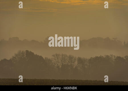 Billinghurst, Sussex, Regno Unito. 31 ott 2016. Il sole sorge su misty colline boscose del West Sussex vicino a Billingshurst. 31 ott 2016 Credit: Guy Bell/Alamy Live News Foto Stock