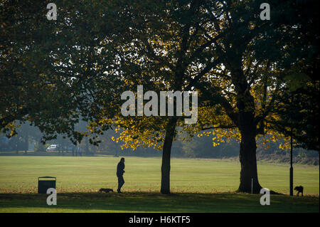 Cane a camminare su Wandsworth Common Foto Stock