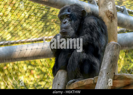 Uno scimpanzé in zoo con uno sguardo di tristezza, pensieri profondi o... Troppi i modi di interpretare. Foto Stock