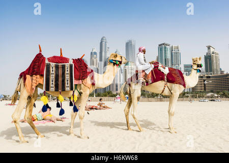 Cammelli sulla spiaggia che offre gite turistiche in JBR quartiere di Dubai Emirati Arabi Uniti Foto Stock