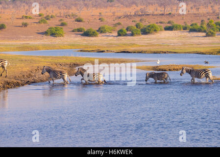 Zebre Attraversamento fiume Chobe. Incandescente calda luce del tramonto. La fauna selvatica Safari in Africa parchi nazionali e riserve faunistiche. Foto Stock