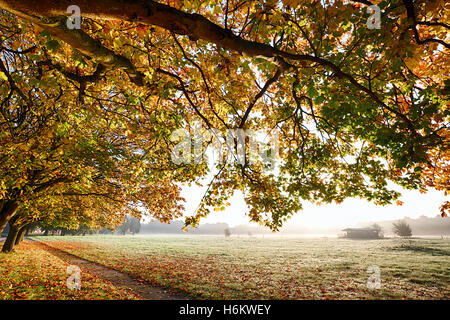 In autunno i rami sovrastante un tappeto di foglie d'oro e un sentiero che conduce attraverso un campo di misty durante il sunrise Foto Stock