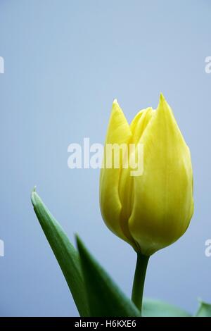 Un solitario tulipano giallo nella parte anteriore di uno sfondo grigiastro. Foto Stock