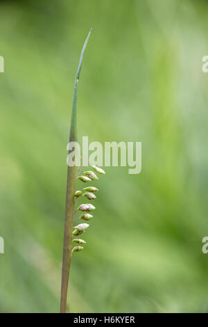 Comune di erba vacilla (Briza media) cresce in campagna nel campo, Hampshire, Inghilterra, Regno Unito Foto Stock