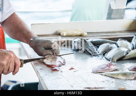 Fisherman sfilettatura pesce Foto Stock