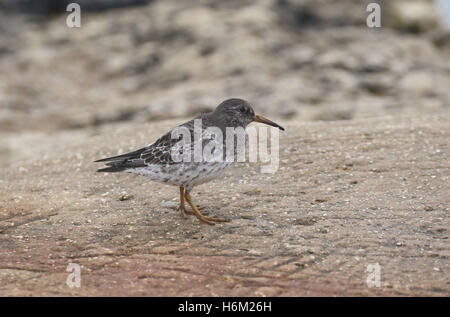 Purple Sandpiper Foto Stock