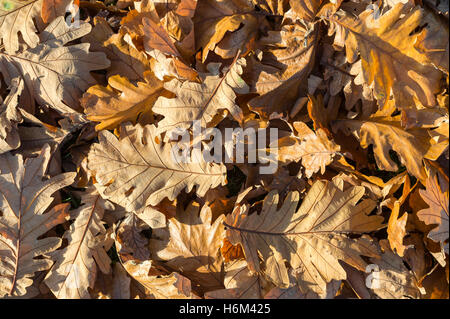 Autunno sole splende attraverso foglie cadute in una pila sul terreno Foto Stock