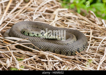 Biscia dal collare (Natrix natrix) adulto in appoggio sulla pila di erba secca, Norfolk, Inghilterra, Regno Unito Foto Stock