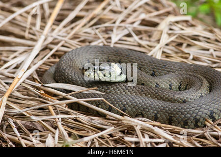 Biscia dal collare (Natrix natrix) adulto in appoggio sulla pila di erba secca, Norfolk, Inghilterra, Regno Unito Foto Stock