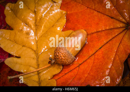 Acorn e colori autunnali Foto Stock