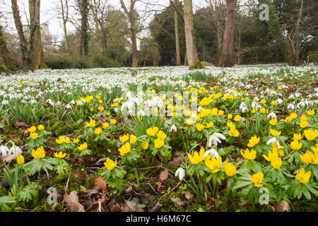 Snowdrop (Galanthus nivalis) cresce nei boschi in primavera, Norfolk, Inghilterra Foto Stock