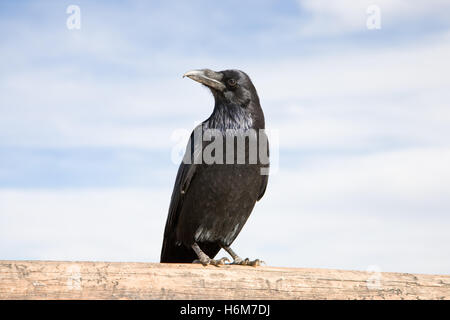 uccelli Foto Stock