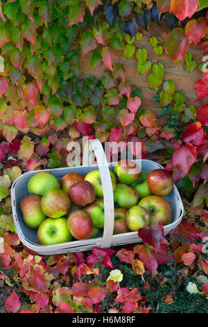 Bramley mele in giardino con trug Virginia superriduttore Parthenocissus quinquefolia in autunno Foto Stock