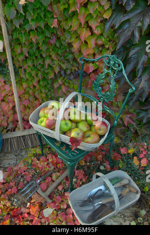 Bramley mele in giardino con trug Virginia superriduttore Parthenocissus quinquefolia e attrezzi da giardino in autunno Foto Stock