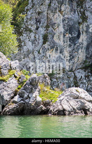 Heron nella natura accanto all'acqua Foto Stock