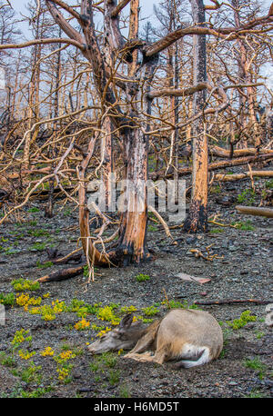 Mule Deer doe (Odocoileus hemionus) nella foresta bruciato resti, Reynolds Creek fire, 2016 Il Glacier National Park Montana USA Foto Stock