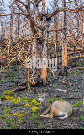 Mule Deer doe (Odocoileus hemionus) nella foresta bruciato resti, Reynolds Creek fire, 2016 Il Glacier National Park Montana USA Foto Stock