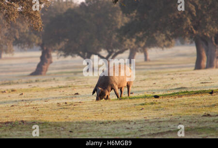 Suino iberico mangiare ghiande nel prato Foto Stock