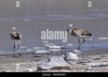 Due giovani fenicotteri andini (Phoenicoparrus andinus) Foto Stock