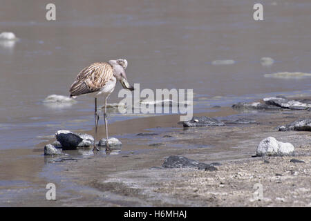 Bambino fenicottero andino (Phoenicoparrus andinus) sfrega la sua testa nel corpo Foto Stock