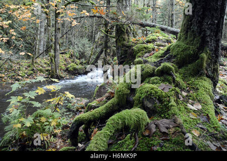 Alberi decidui e conifere e le loro radici accanto a un torrente in una foresta pluviale costiera temperata nelle Montagne costiere della Columbia Britannica, Canada Foto Stock