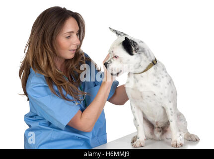 Giovane donna di eseguire la revisione veterinario un cane isolato su sfondo bianco Foto Stock