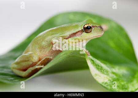Rana verde con occhi sporgenti golden su una foglia Foto Stock