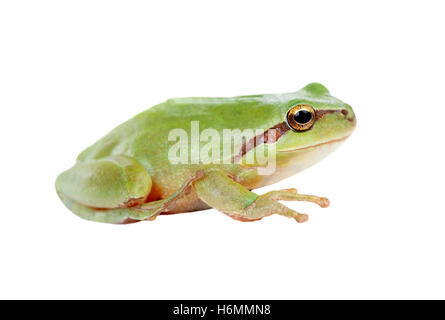 Rana verde con occhi sporgenti golden isolati su sfondo bianco Foto Stock