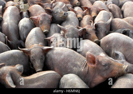 Una partita di suini di razza iberica affollamento in Extremadura Foto Stock