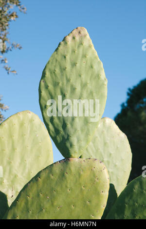 Fogli di grandi dimensioni di un tipo di cactus con un cielo blu sullo sfondo Foto Stock