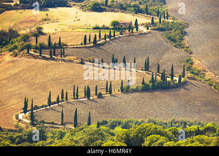 Cipresso strada panoramica a Pienza vicino Siena, Toscana, Italia, Europa. Foto Stock