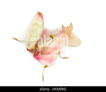 Mantide religiosa femmina orchid mantis, isolato su bianco Foto Stock