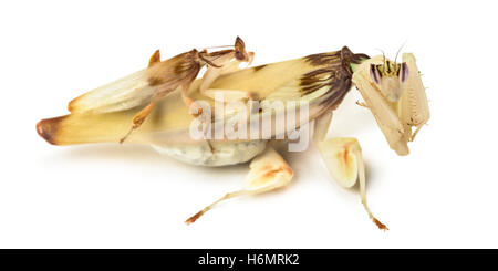 Adulto maschio femmina et orchid mantis - Hymenopus coronatus, isolato su bianco Foto Stock