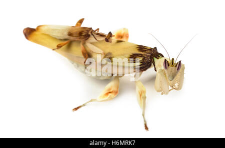 Adulto maschio femmina et orchid mantis - Hymenopus coronatus, isolato su bianco Foto Stock