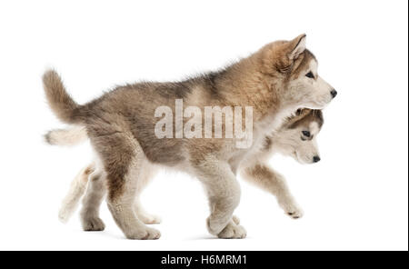 Alaskan Malamute cuccioli isolati a piedi su bianco Foto Stock