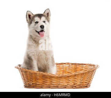 Alaskan Malamute cucciolo seduto in un cestello isolato su bianco Foto Stock
