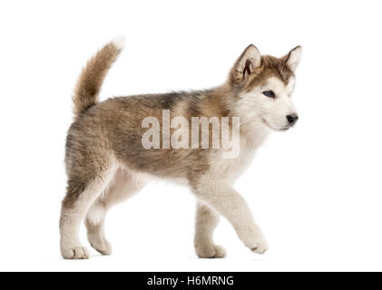 Alaskan Malamute cucciolo isolato a piedi su bianco Foto Stock