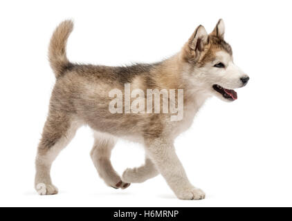 Alaskan Malamute cucciolo isolato a piedi su bianco Foto Stock