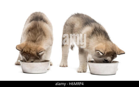 Alaskan Malamute cuccioli di bere isolato su bianco Foto Stock