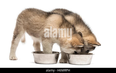 Alaskan Malamute cuccioli di bere isolato su bianco Foto Stock