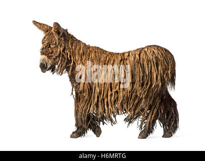 Vista laterale di un Poitou asino con un rasta coat isolato a piedi su bianco Foto Stock