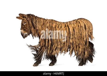 Vista laterale di un Poitou asino con un rasta coat isolato a piedi su bianco Foto Stock