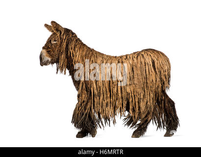 Vista laterale di un Poitou asino con un rasta coat isolato a piedi su bianco Foto Stock