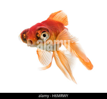 Goldfish islolated su bianco Foto Stock