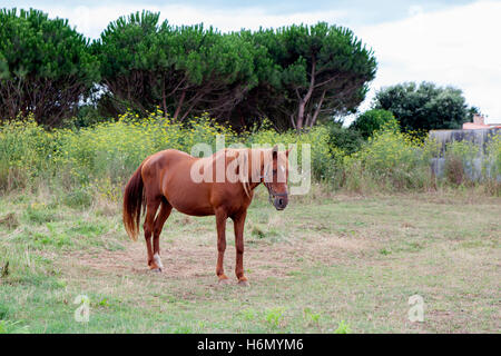 Marrone a cavallo in un prato con alberi Foto Stock